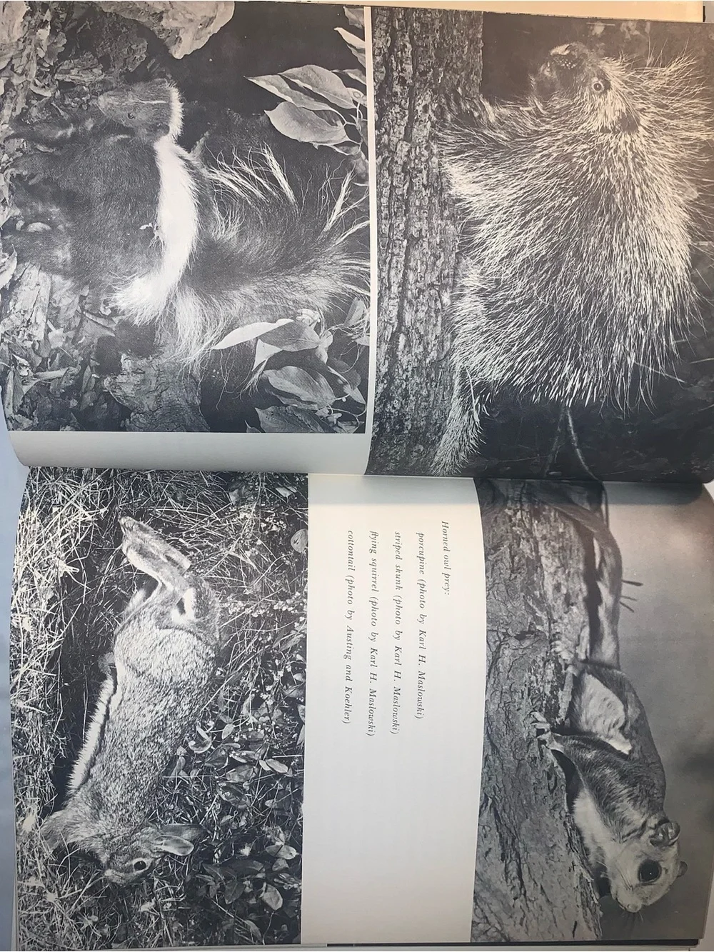 The World of the Great Horned Owl - John B Holy